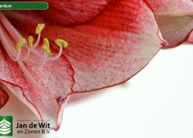 hippeastrum Stardust (4)